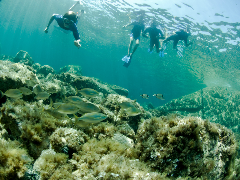 Même à une profondeur peu élevée, les plongeurs peuvent observer de nombreuses espèces de poissons en Corse © Eric Volto