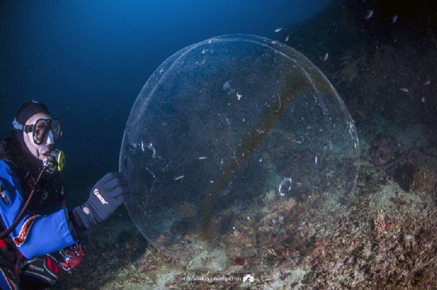 Cette sphère a été observée en Italie en 2011, à 50 mètres de profondeur. Elle ressemble à celles observées en Norvège. © Edoardo Ruspantini