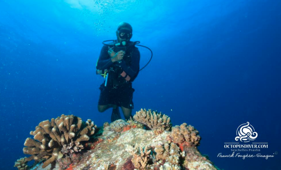 Restauration de corail aux Seychelles
