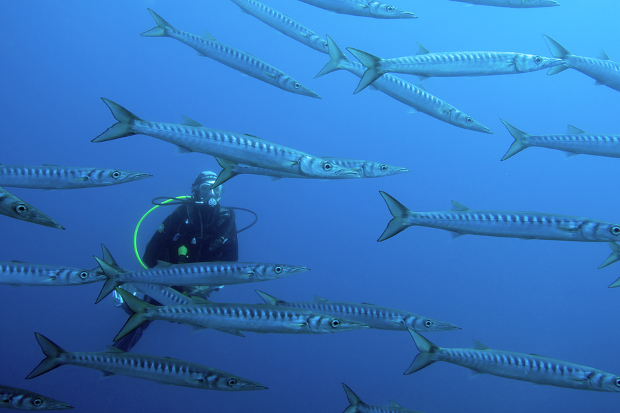 Plongeur dans un banc de barracudas à Cabo de Palos