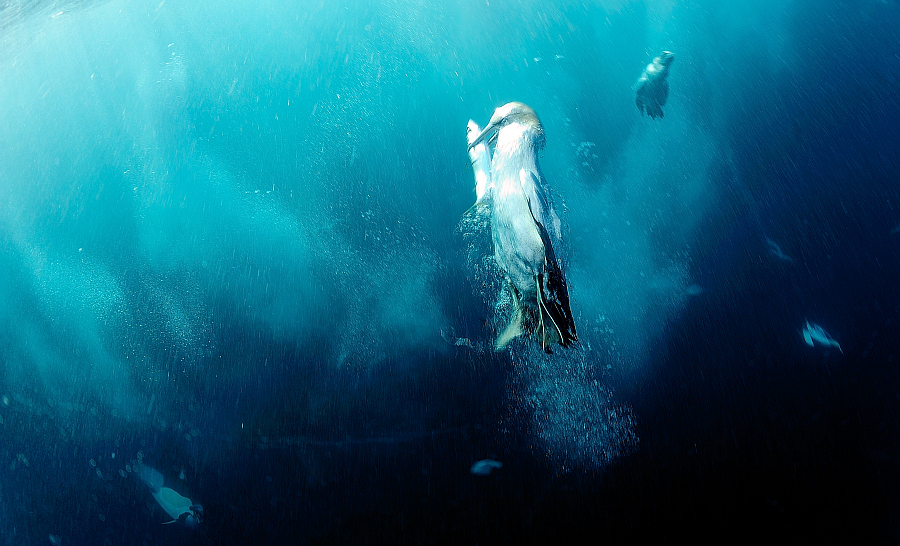 Les fous du Cap sont d'excellents nageurs lorsqu'il s'agit d'attraper une sardine ! ©Ludovic Savariello