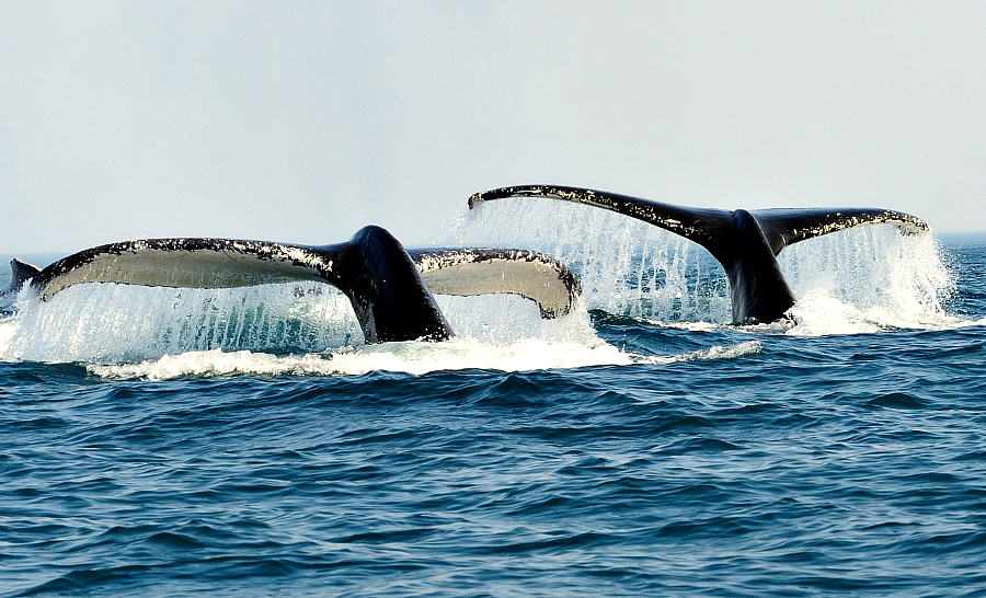 Le spectacle des baleines à bosse en surface. © Ludovic Savariello