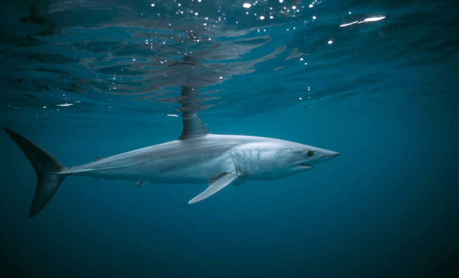 Comme le grand requin blanc, le requin mako est devenu très rare en Méditerranée © François Sarano