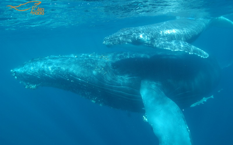Les baleines à bosse apprécient les eaux chaudes des côtes de Saint Marie ©Cétamada