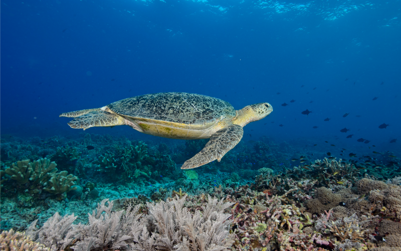 Nagez avec les tortues comme si vous y étiez grâce à l'animation virtuelle du musée ©Maria Teresa Lara/Institut océanographique
