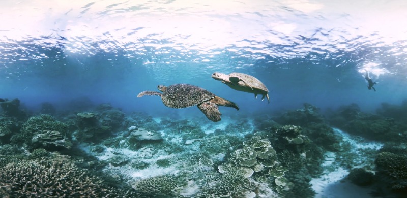 Pendant cette immersion virtuelle vous pourrez notamment croiser des tortues. ©cité de l'océan