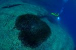 13è concours de photographie sous-marine de Monaco : les résultats