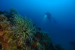 13è concours de photographie sous-marine de Monaco : les résultats