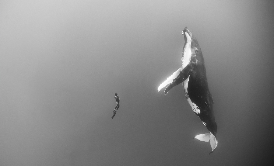 Umberto Pelizzari bien petit face à la baleine à bosse © Kumbaka Apnea & Yoga school