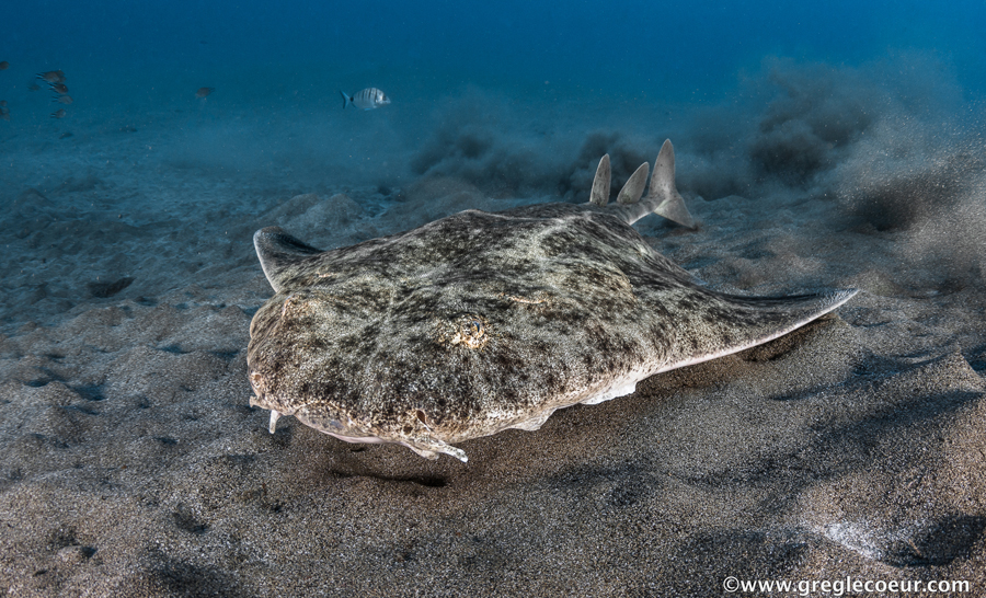 requin-ange © Greg Lecoeur/Aquasportdiving Lanzarote