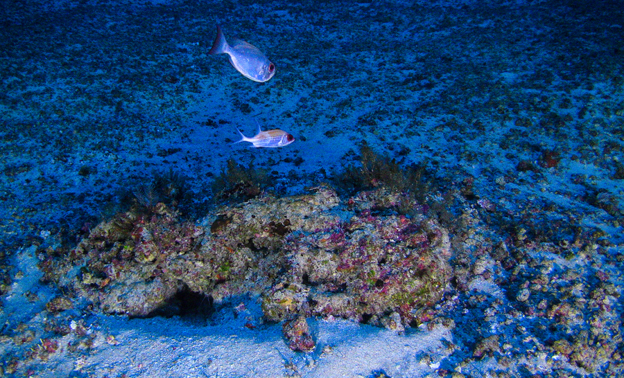 échantillon d'espèces du récif corallien de l'Amazone © Greenpeace 