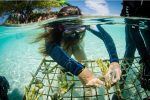 Des écovolontaires au secours des coraux en Indonésie