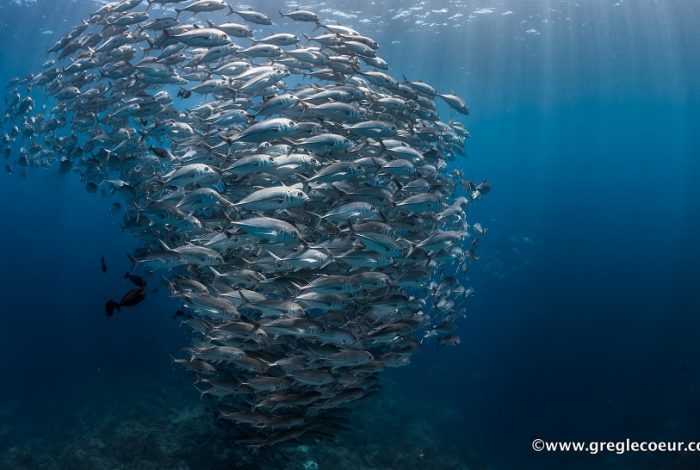 Banc de thon en train de chasser dans les eaux de Palau © Greg Lecoeur