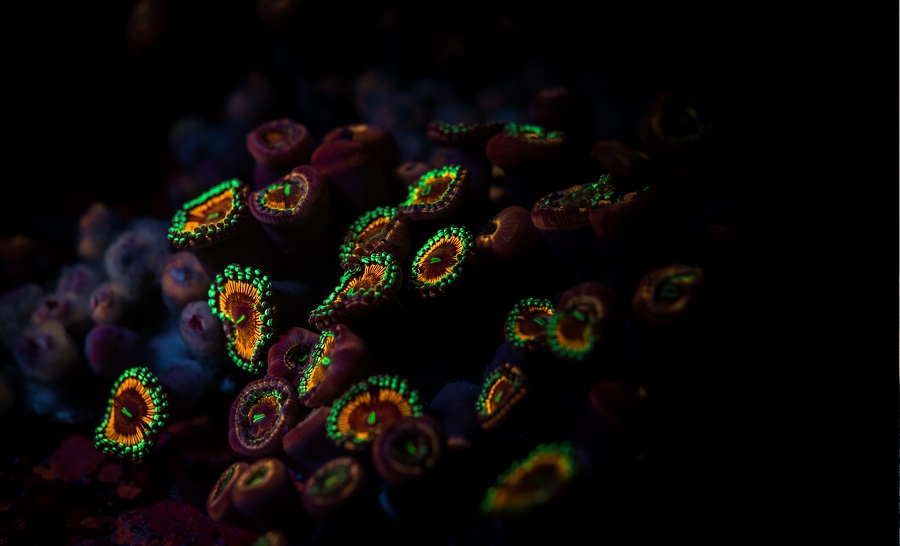 Capter la fluorescence du corail avec son appareil pour ressortir des images à couper le souffle. © Martin Colognoli