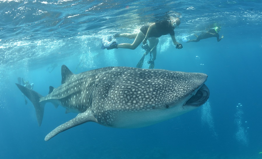 En plongée mais également en PMT, les Seychelles promettent de belles rencontres. ©Nicolas Barraqué