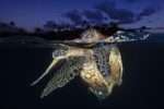 Underwater photographer of the year 2018 : un palmarès exceptionnel