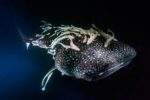 Underwater photographer of the year 2018 : un palmarès exceptionnel