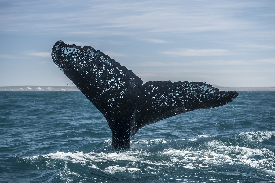 Le grand rassemblement de baleines à bosse en Afrique du sud est un spectacle à couper le souffle. © Claudia Weber Gebert