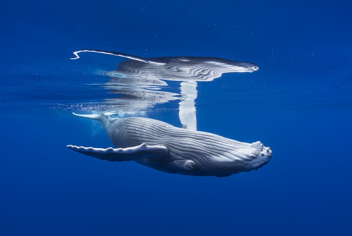 coup de coeur 5 - Bébé baleine, île de Moorea, Polynésie française © Etienne Menager