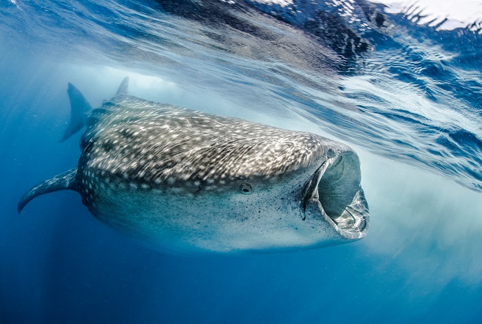 1er duo mer - Requin baleine (Rhincodon typus), Golfe du Mexique © Fabien Michenet