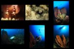 Championnats de France de photo sous-marine en Martinique : le palmarès