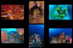 Championnats de France de photo sous-marine en Martinique : le palmarès