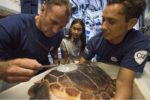 Rana, une jeune tortue soignée à Monaco, retrouve la mer