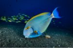 Mayotte : palmarès du festival de la mer et de l'image sous-marine 2018