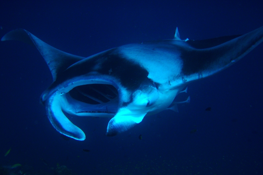 Avec le requin-baleine, la raie-manta est l'un des pélagiques les plus recherchés par les plongeurs aux Maldives. © Dennis Kaandorp.