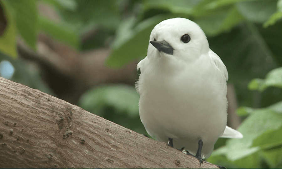 L'île-aux-Cocos est un véritable sanctuaire pour de nombreuses espèces d'oiseaux. ©René Heuzey