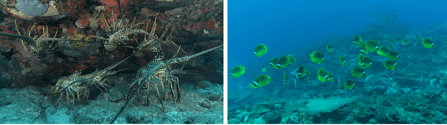 Rassemblement de langoustes et banc de poissons-papillons (Chaetodon lunula) sur les récifs. ©René Heuzey