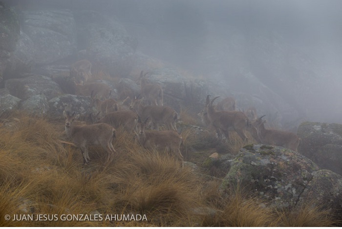 Catégorie séquences images fixes "Chèvres dans le brouillard". © Juan Jesús Gonzales Ahumada.