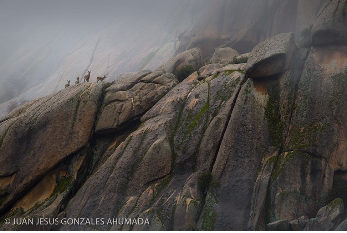 Catégorie séquences images fixes "Chèvres dans le brouillard". © Juan Jesús Gonzales Ahumada.