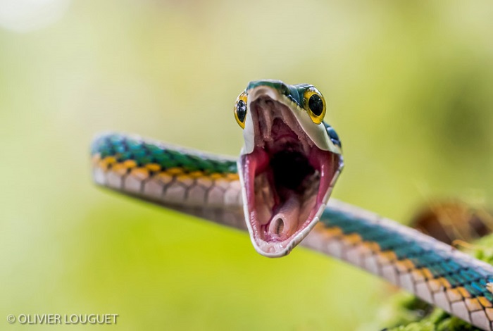 Catégorie autres animaux sauvages de pleine nature "Serpent liane perroquet". © Olivier Louguet.