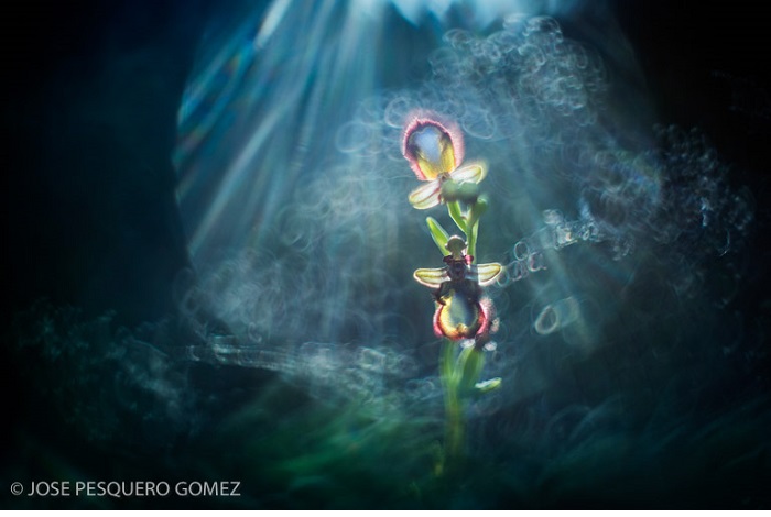 Catégorie plantes sauvages de pleine nature "Underwater orchid". © Jose Pesquero Gomez.