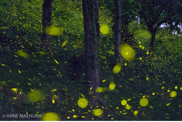 Grand prix du festival  - Lighting up the Forest. © Anne Maenurm
