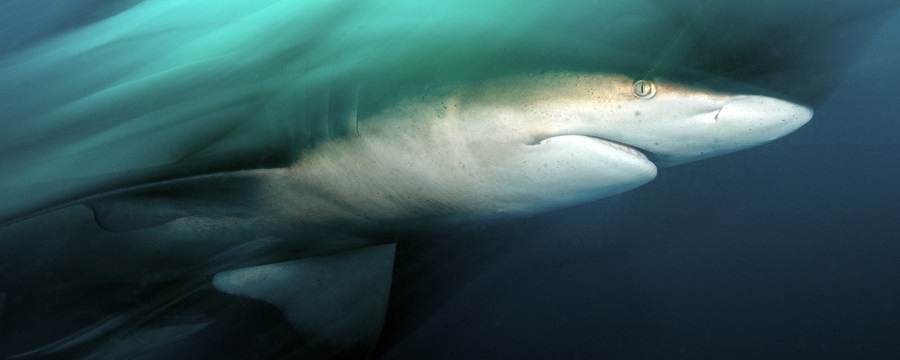 Un requin bordé d'Afrique du Sud pris en photo avec la technique de l'effet fantôme. © Hervé Colombini