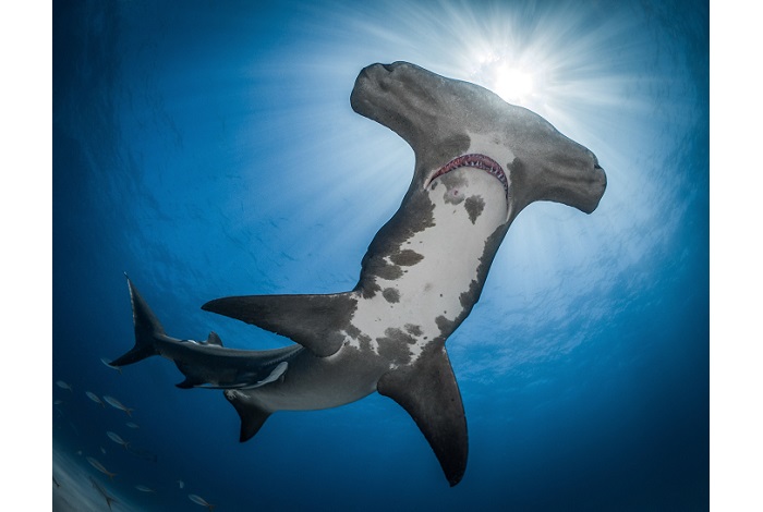2ème prix requins © Debbie Wallace