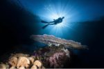 Le palmarès impressionnant du concours Underwater Photography 2018