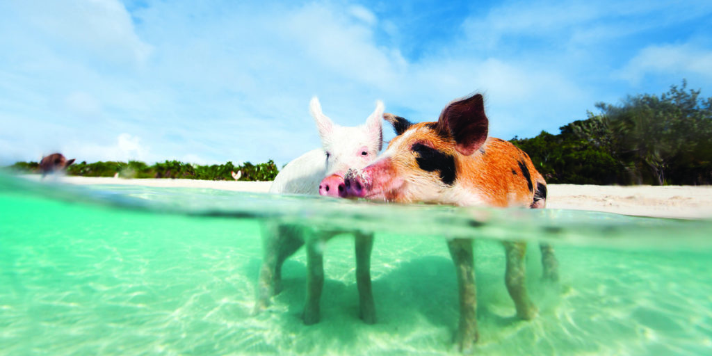 Bahamas cochons qui nagent