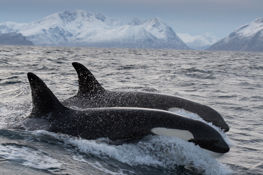 On peut voir des dizaines d'orques sur un même site durant cette période de reproduction des harengs. ©Valhalla Orca Expedition