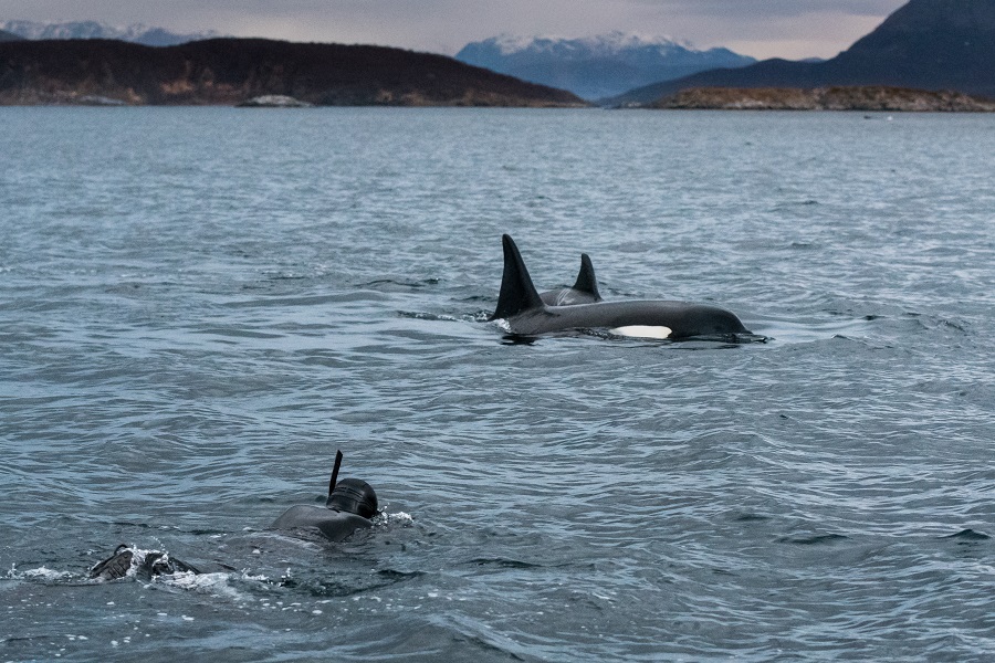 La Norvège est la seul endroit au monde où il est possible de se mettre à l'eau avec les orques. ©Valhalla Orca Expedition