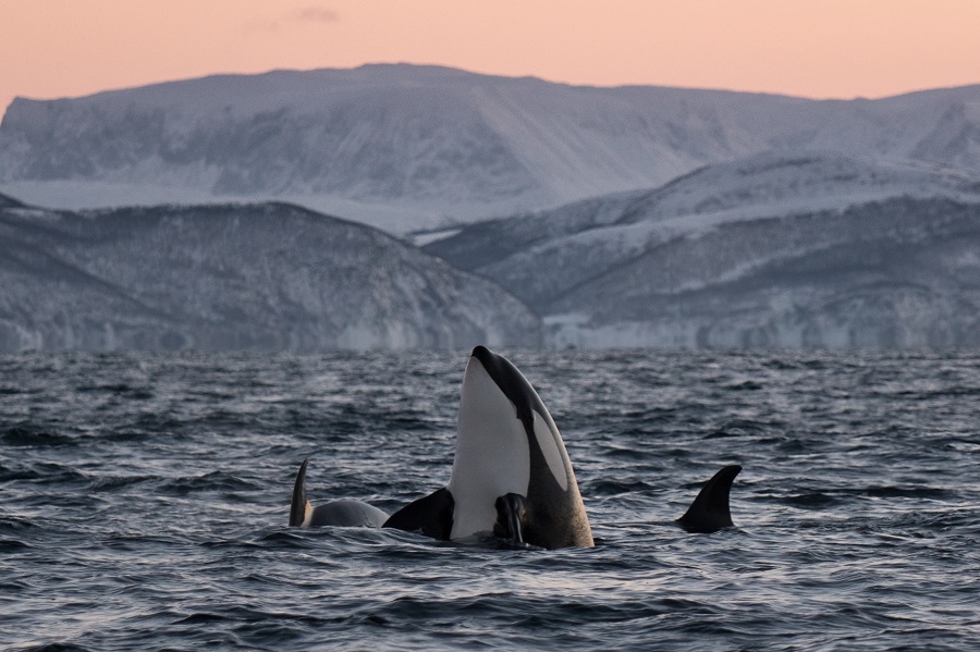 Le spectacles des orques dans les fjords norvégiens. ©Valhalla Orca Expedition