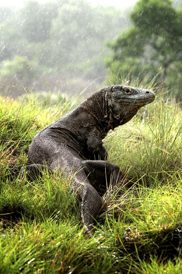 Un dragon de Komodo, endémique du parc National. ©ministère de la culture et du tourisme d'indonésie