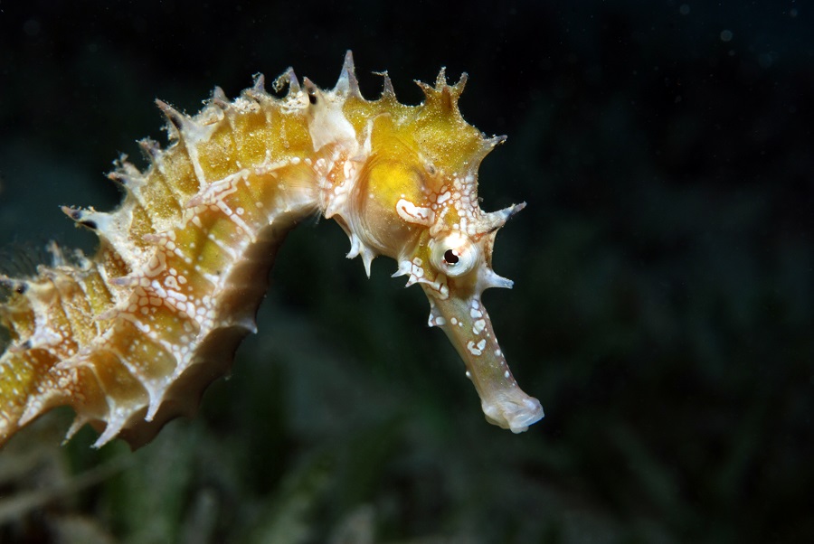 Hippocampus jayakari. © Patrick Louisy.