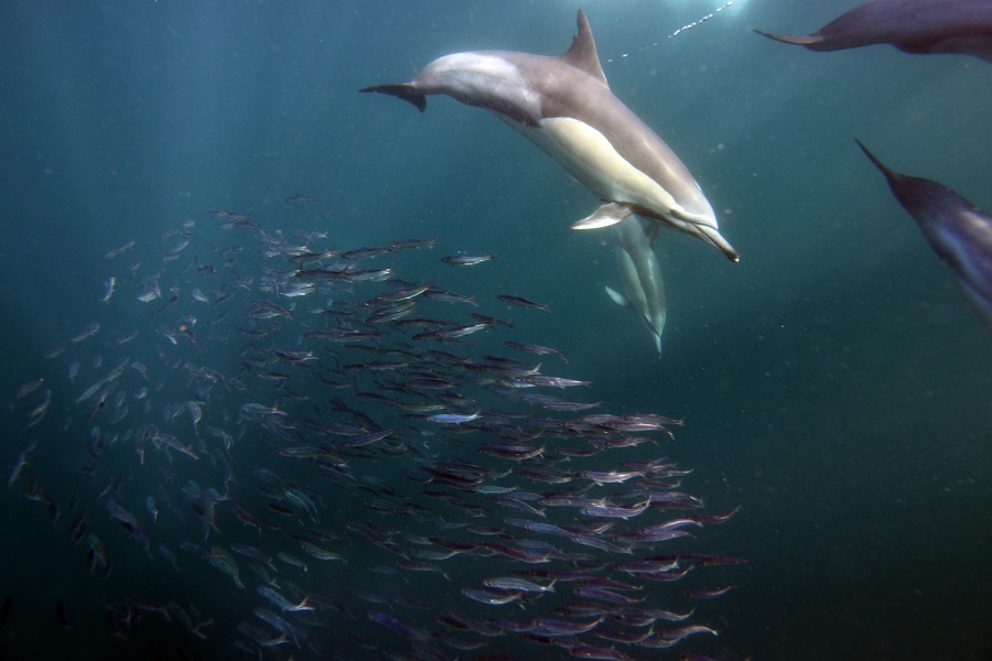 Les dauphins tournent autour des sardines, en groupe de manière à former les bait ball. Une véritable travail d'équipe. © Nicolas Barraqué