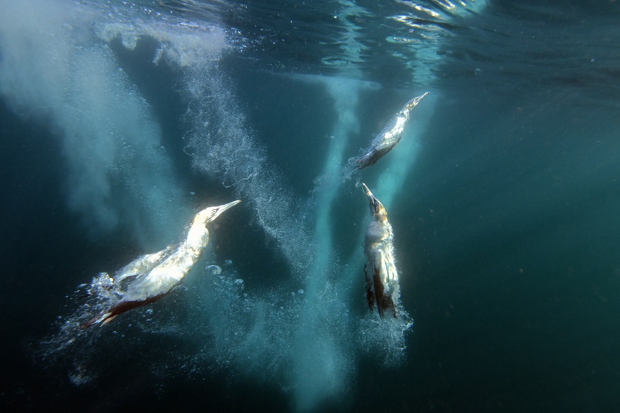 Sous l'eau, les fous du Cap se révèlent être de redoutables chasseurs-plongeurs. © Nicolas Barraqué