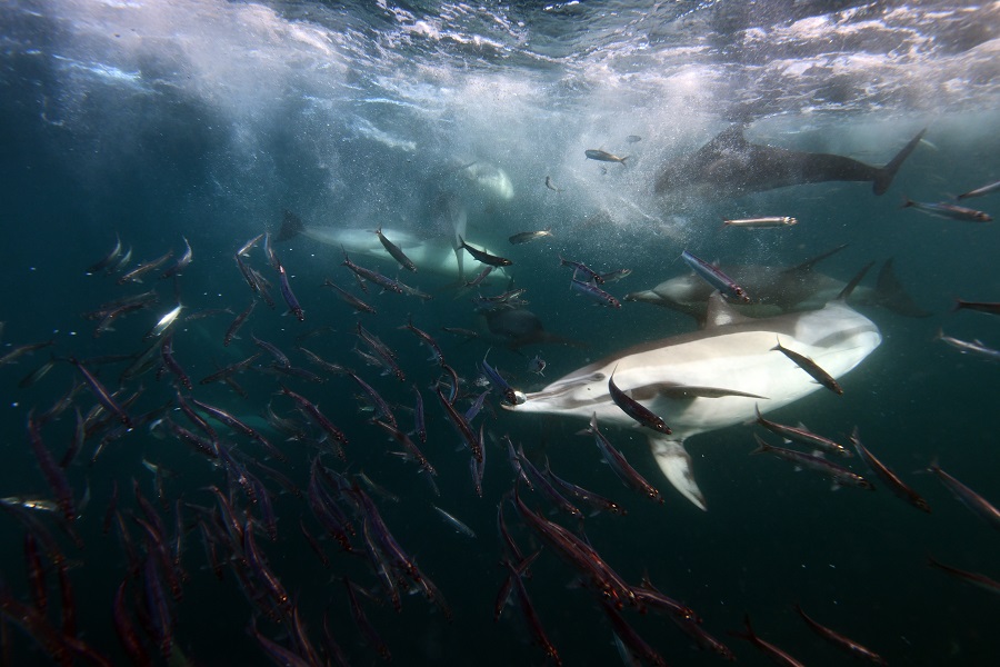 Effervescence sous-marine d'un sardine run. © Nicolas Barraqué