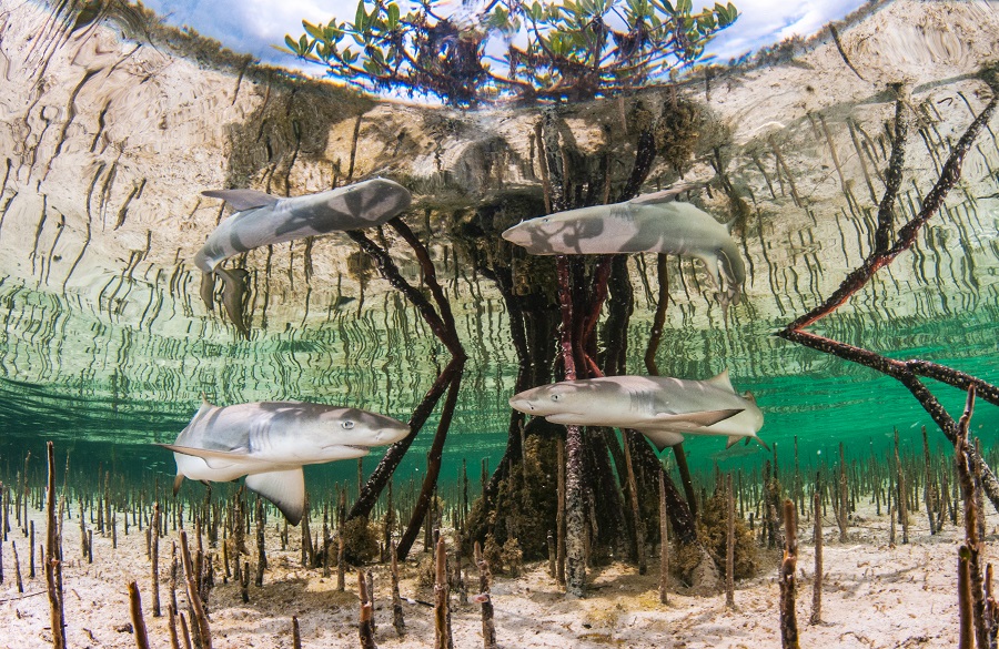 "Shark nursery", Bahamas. © Anita Kainrath / UPY2020
