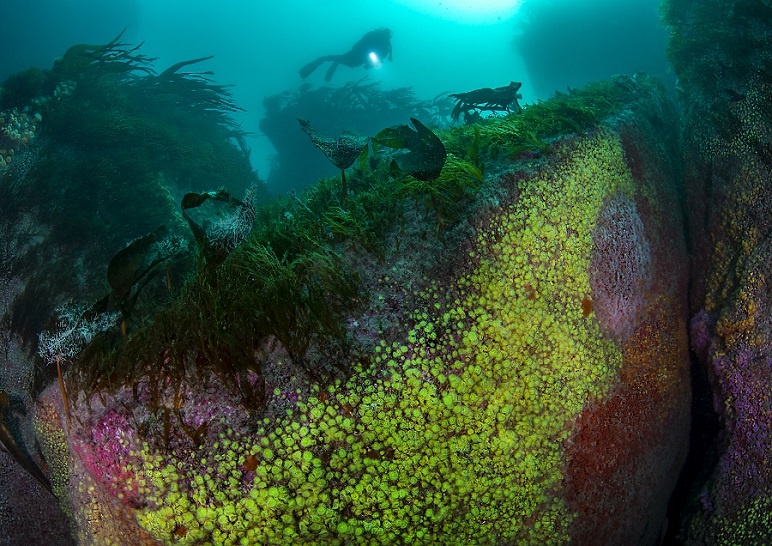 "Jewel reef", Sorlingues (Îles Scilly). © Arthur Kingdon / UPY2020
